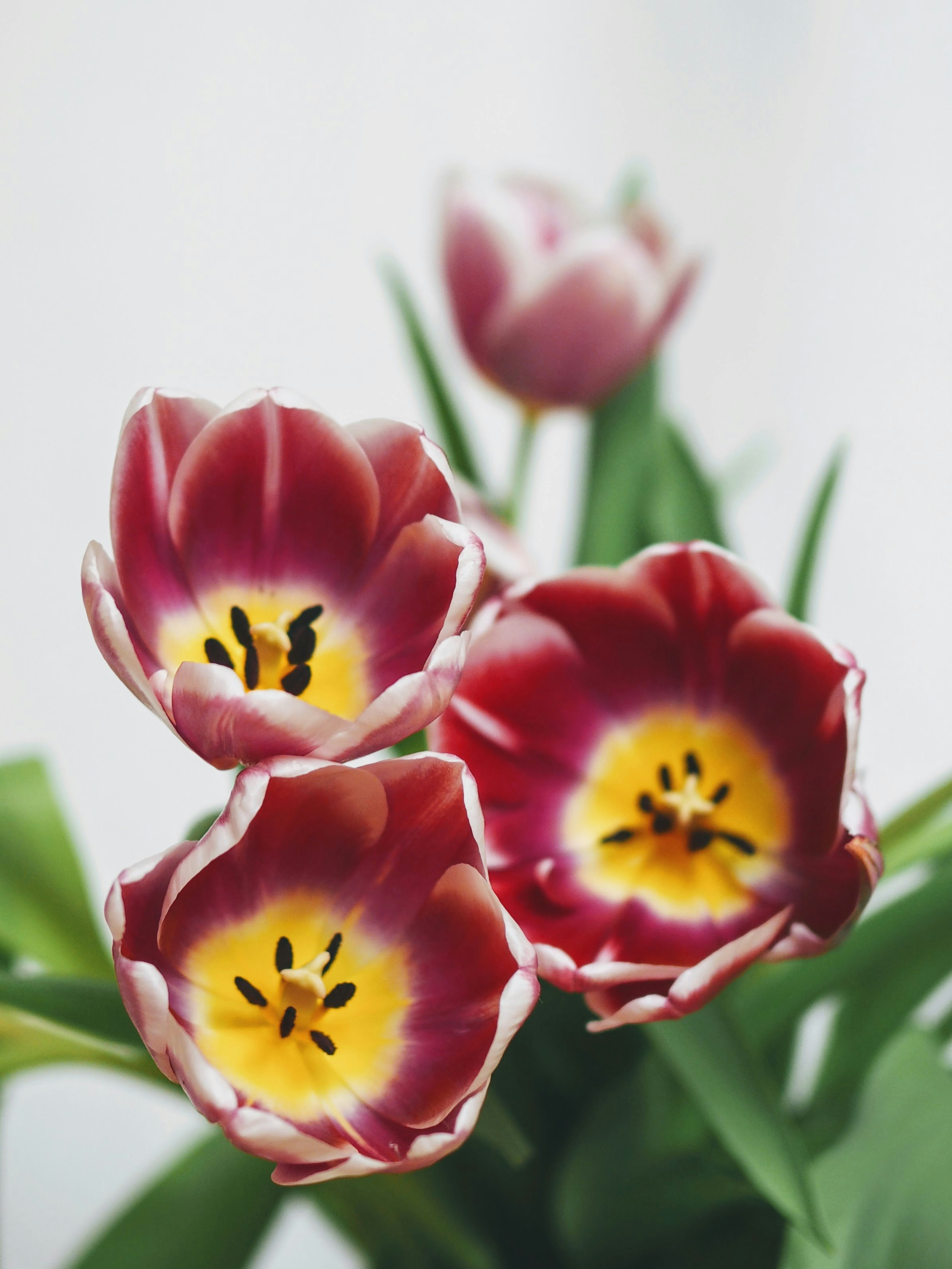 red and yellow tulips in bloom